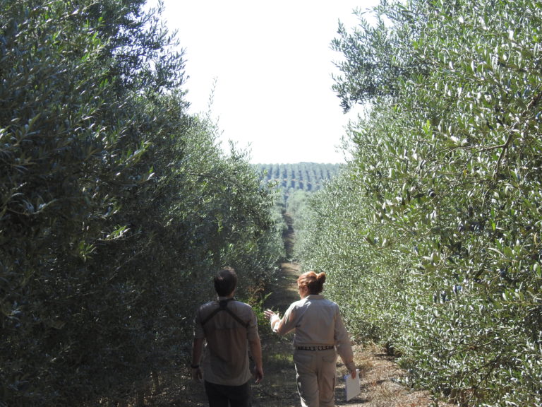 Incremento de Biodiversidad en olivares superintensivos