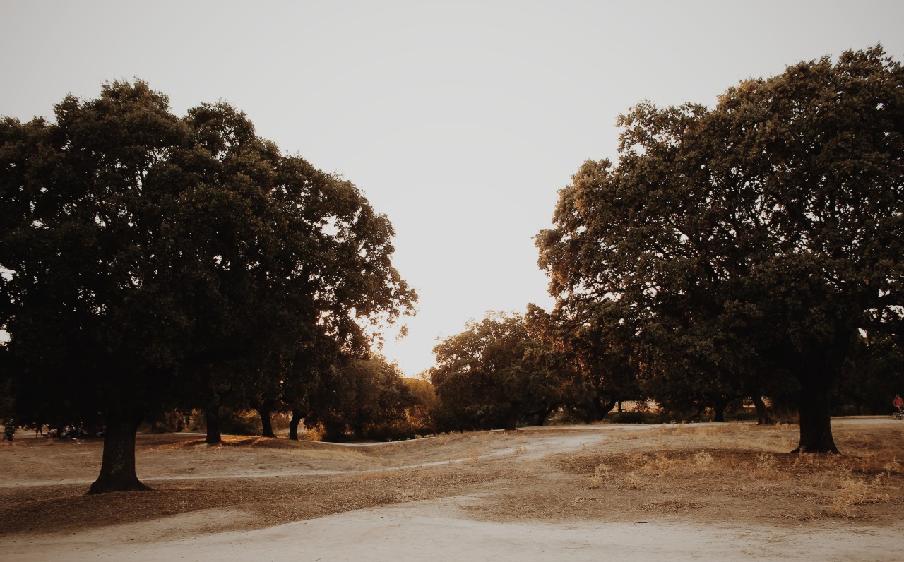 De medir la huella a regenerar la dehesa: cuando el impacto se convierte en acción